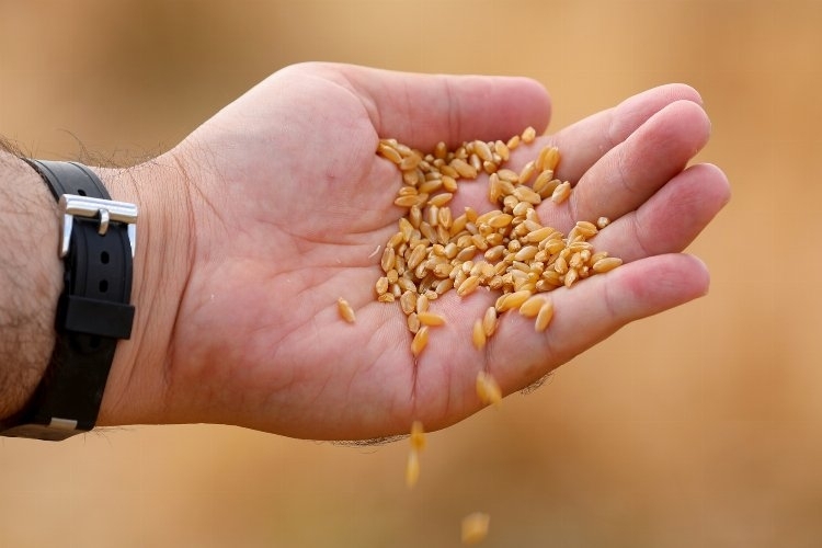 Gaziantep en iyi buğday çeşidini araştırıyor
