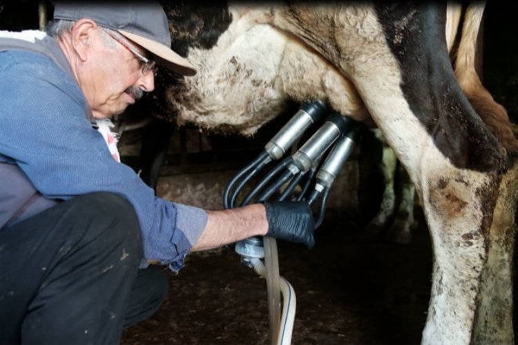 Süt Üreticilerinin Sevinci Katlanarak Arttı