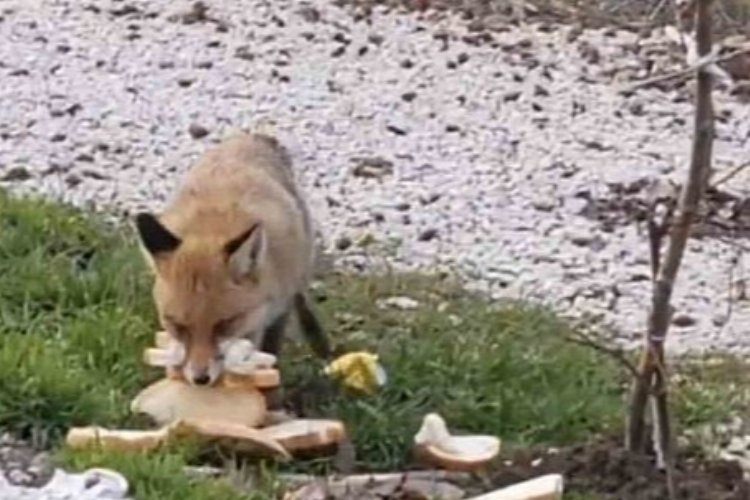 Yolda gördüğü tilkiyi ekmekle besledi