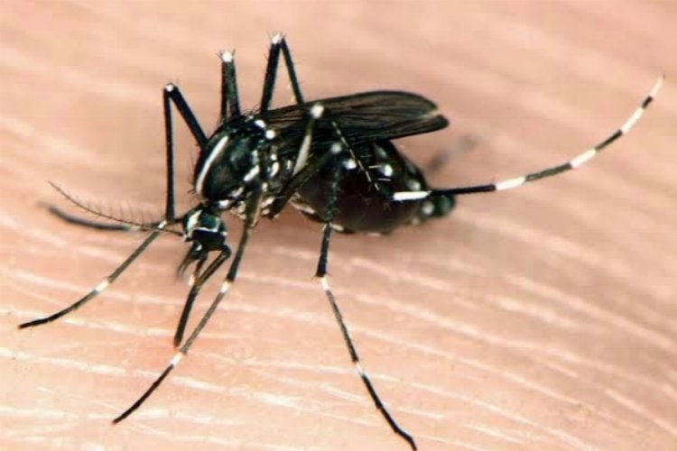 Muğla'da Asya Kaplan Sivrisineğine karşı tedbirler arttırıldı