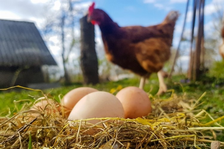 Yumurta üretimi mayıs ayında düştü!