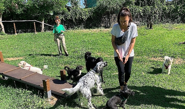 Yenilenen köpek parkı ile can dostların keyfi yerinde