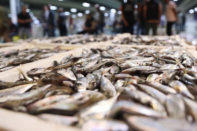 Balık Fiyatları da Zamlardan Nasibini Aldı