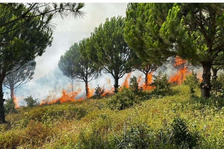 Bursa Karacabey'de ağaçlandırma sahasında yangın!