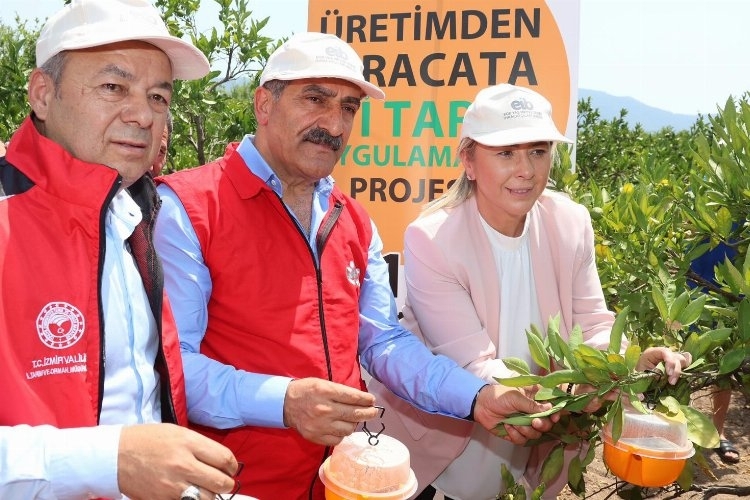 İzmir'de Akdeniz Meyve Sineği ile mücadele... 5 bin tuzak dağıtılıyor