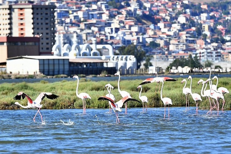 Doğaseverler İzmir'de bu festivali bekliyor