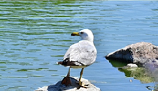 İzmir Doğal Yaşam Parkı'nın göçmen kuşları
