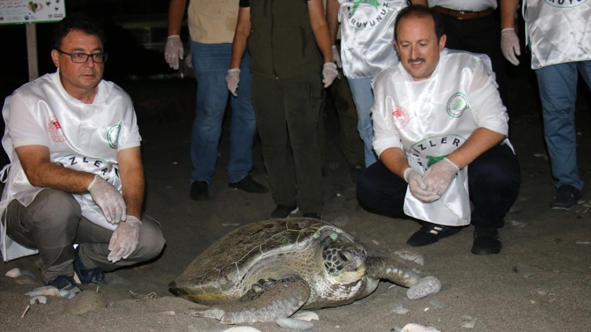 Vali Pehlivan tedavisi biten kaplumbağaları denize bıraktı