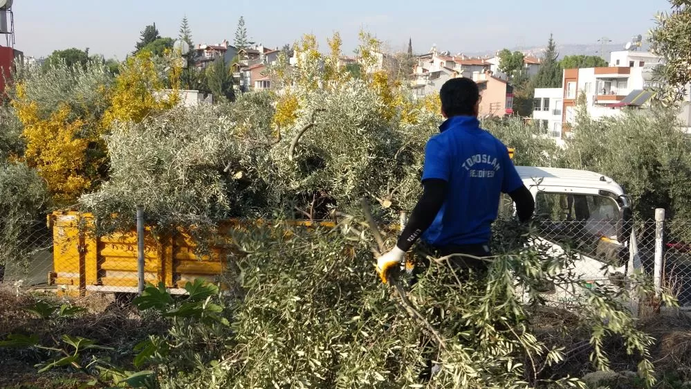 Toroslar’da Ağaç Kesimi Gerginliği: Zeytin Ağaçlarının Kesilmesine Mahalleli Tepkili