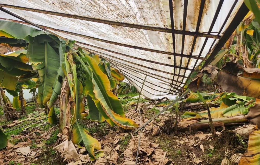 Anamur’da Gece Yağan Dolu Seralara Zarar Verdi