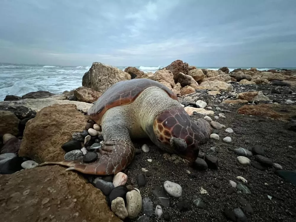 Mersin’de caretta caretta ölümleri endişe yaratıyor