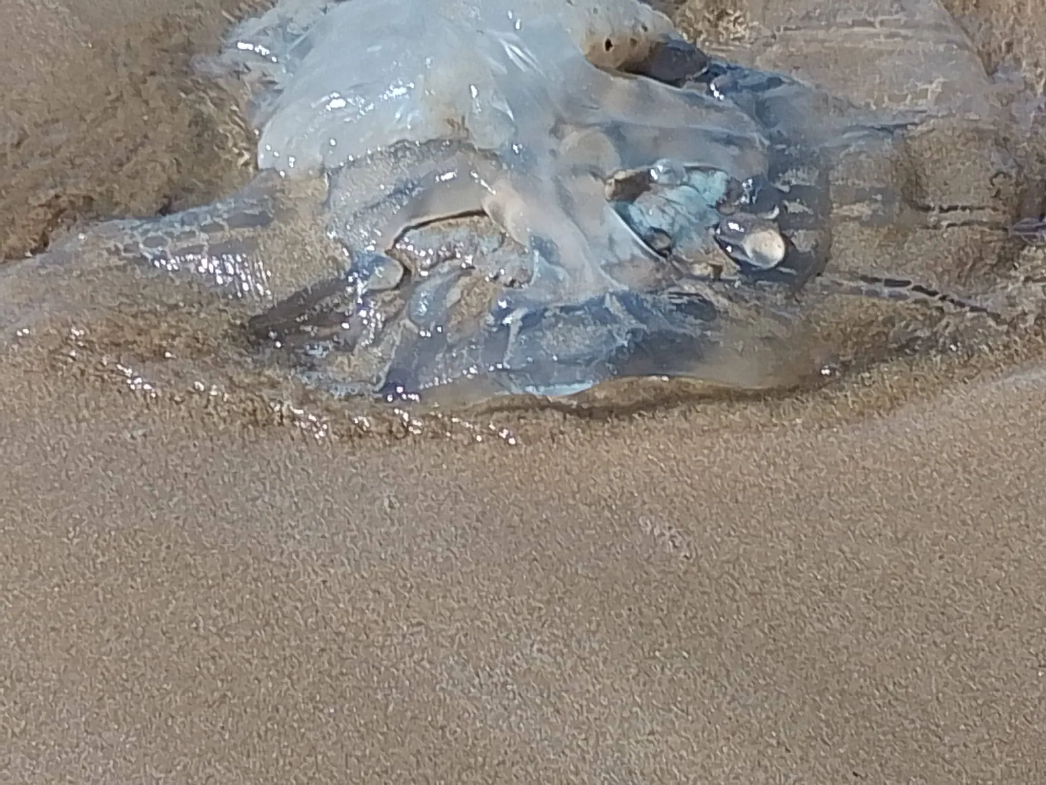 Kızkalesi sahilinde müsilaj alarmı: Deniz yüzeyindeki tabaka tedirgin etti