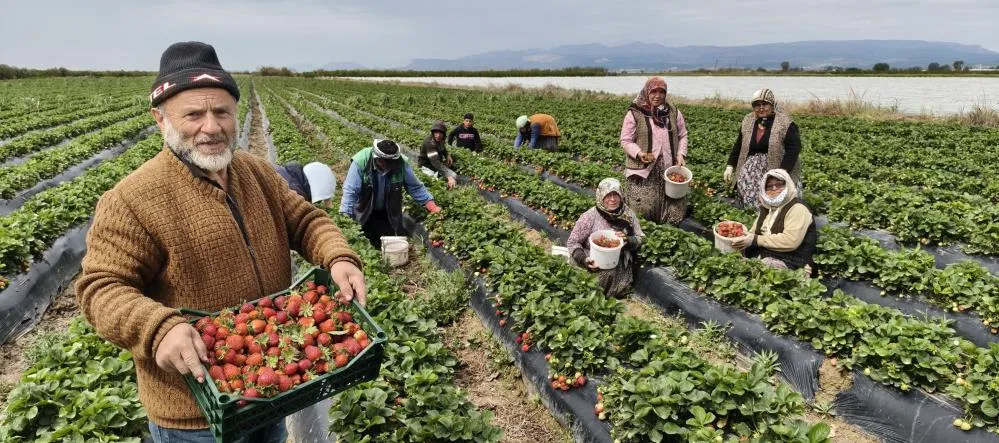 Silifke Çileğinde Hasat Başladı, Dubai’ye Uçuyor
