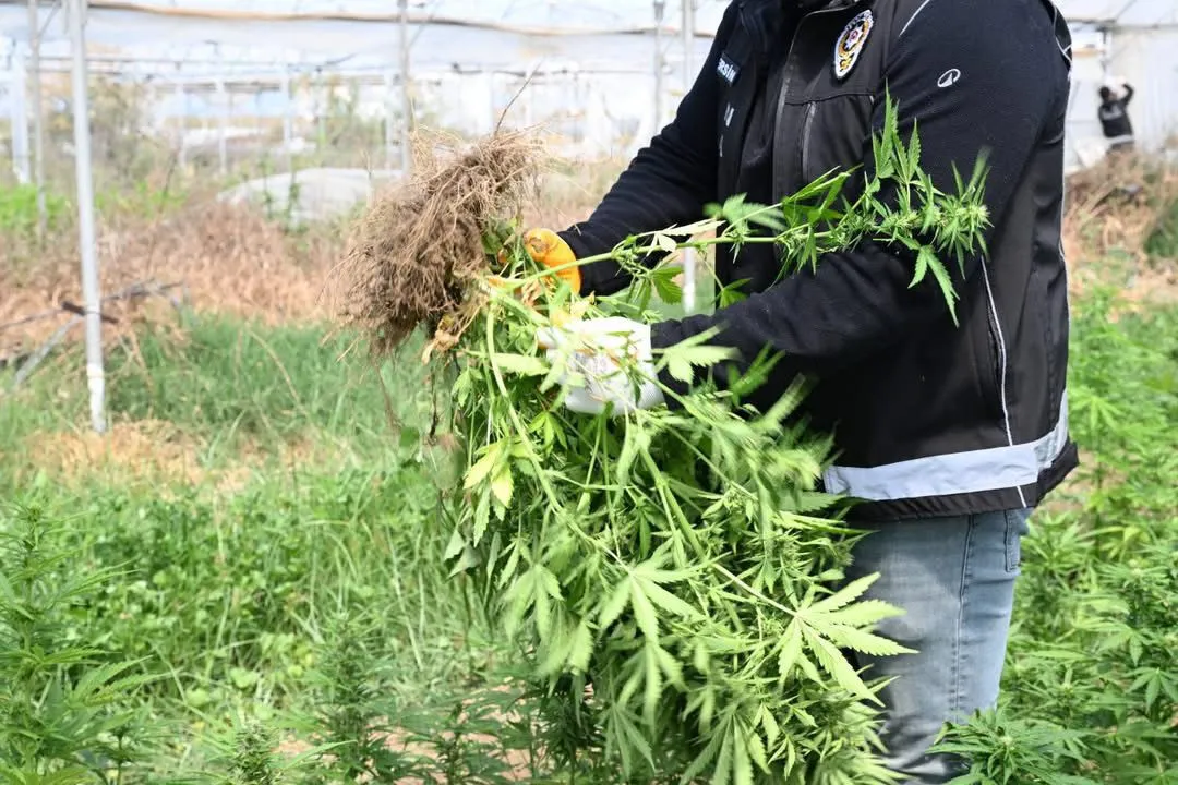 Mersin’de Şok Baskın! Seradan Uyuşturucu Fışkırdı: 5 Bin 560 Kök Ele Geçirildi